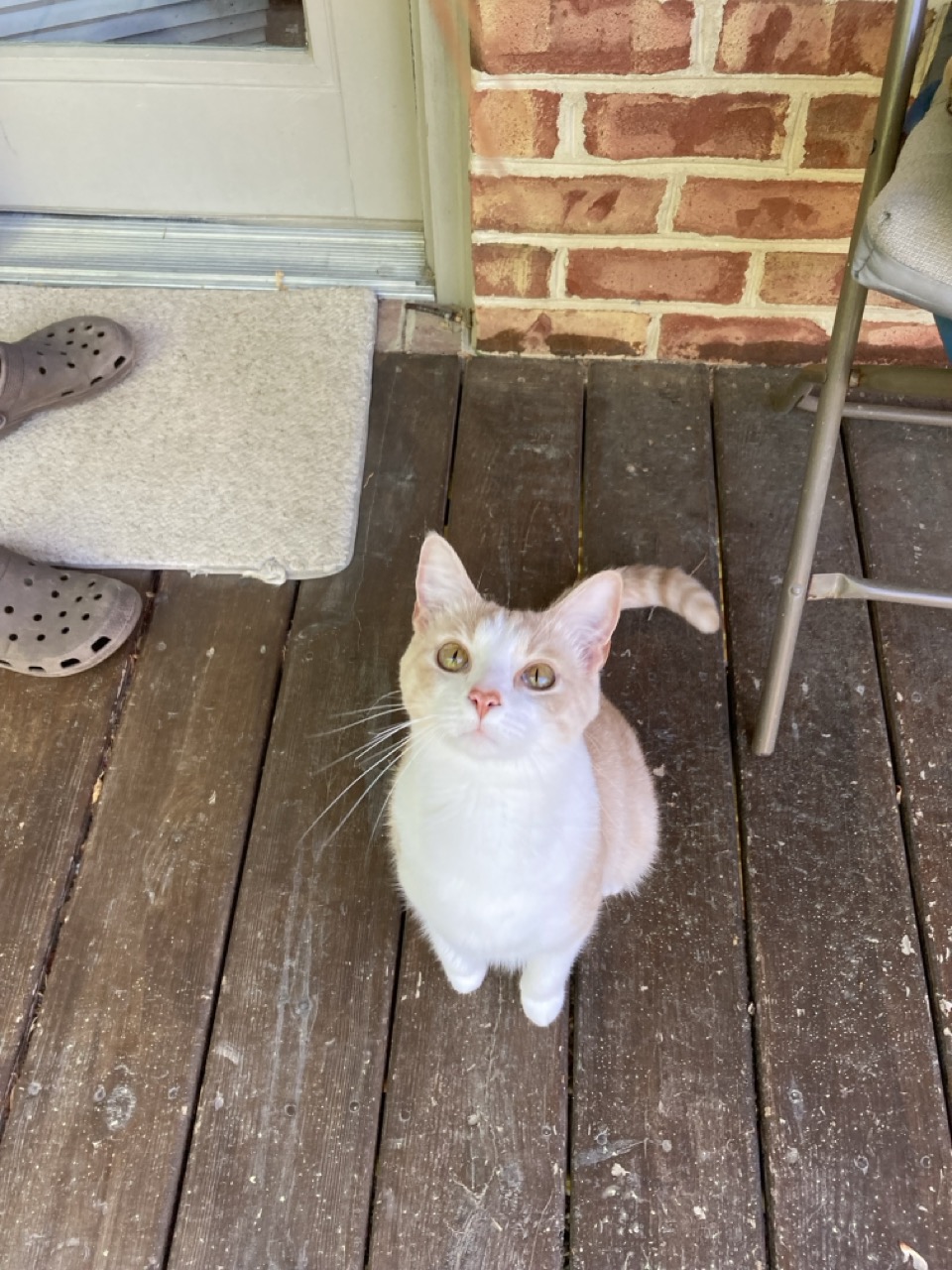cat